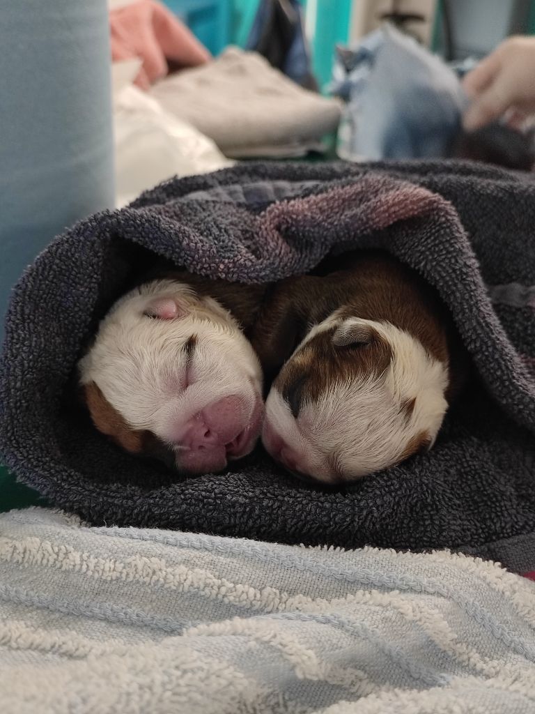 Les bébés sont là!!!